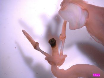 Media type: image;   Malacology 356327 Description: Specimen in ethanol;